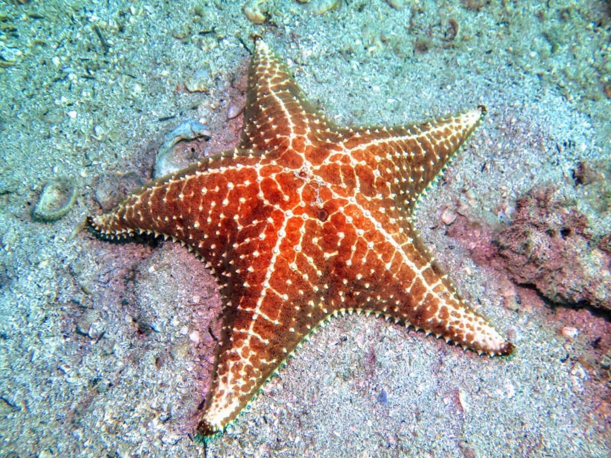 Pousada E Mergulho Dolce Vita Praia Vermelha  Eksteriør billede